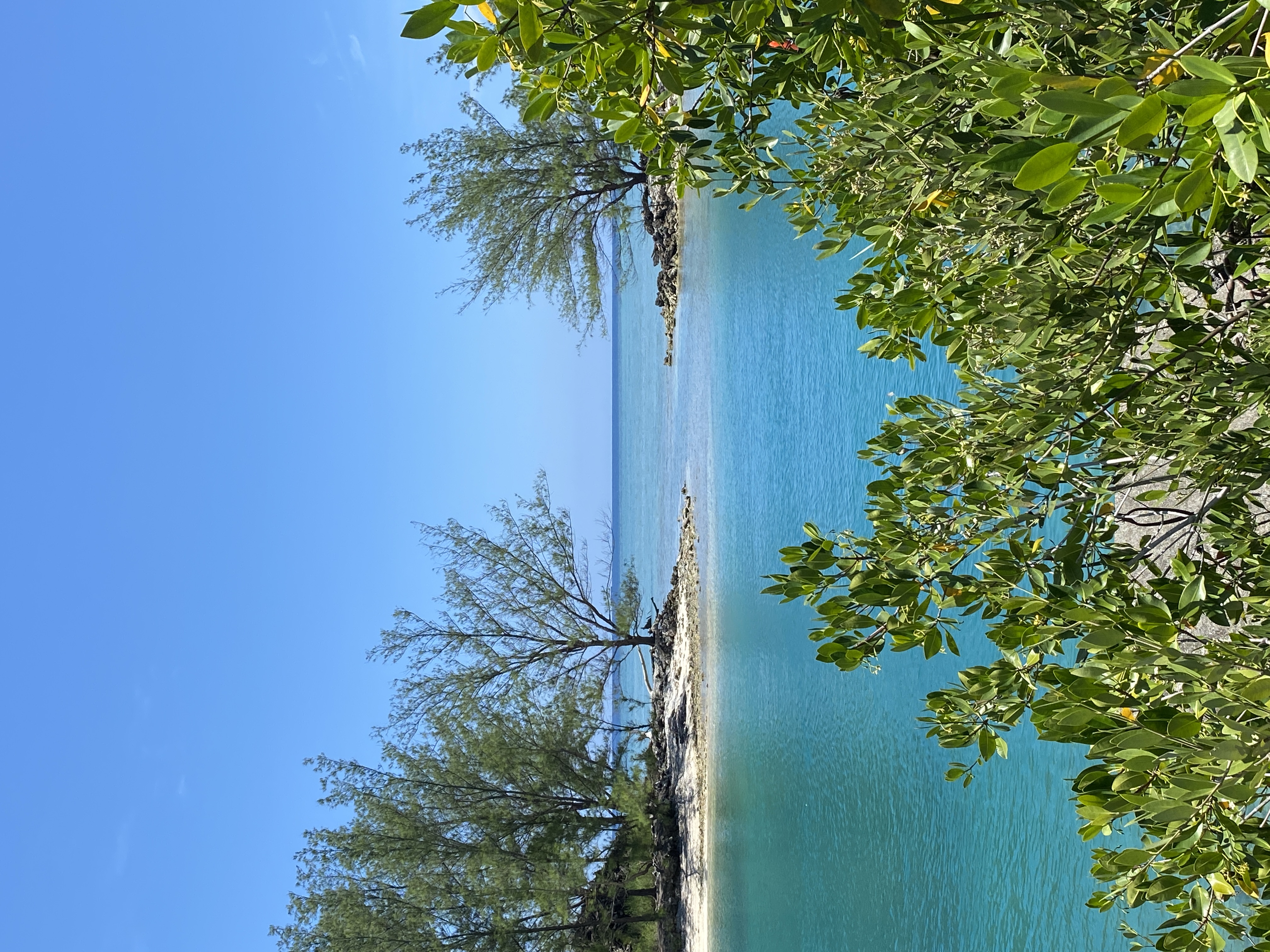 Ruta Lobo